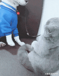 壁纸 动物 狗 狗狗 猫 猫咪 小猫 桌面 233_297 gif 动态图 动图