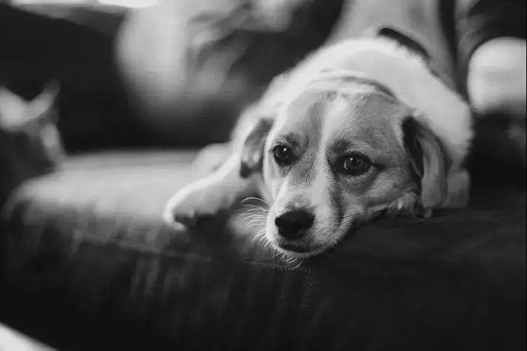 怎么才能让狗狗不在床上尿尿 b69528d852fa45169272a577ad088b99.jpeg