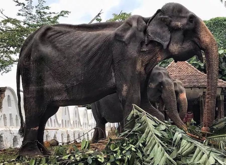 和野生動物自拍，你所不知給它們帶來的傷害 寵物 第20張