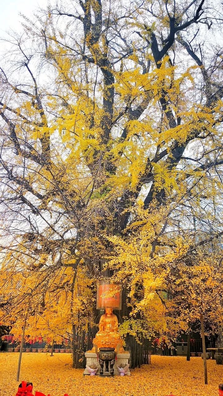 一棵棵银杏树造句