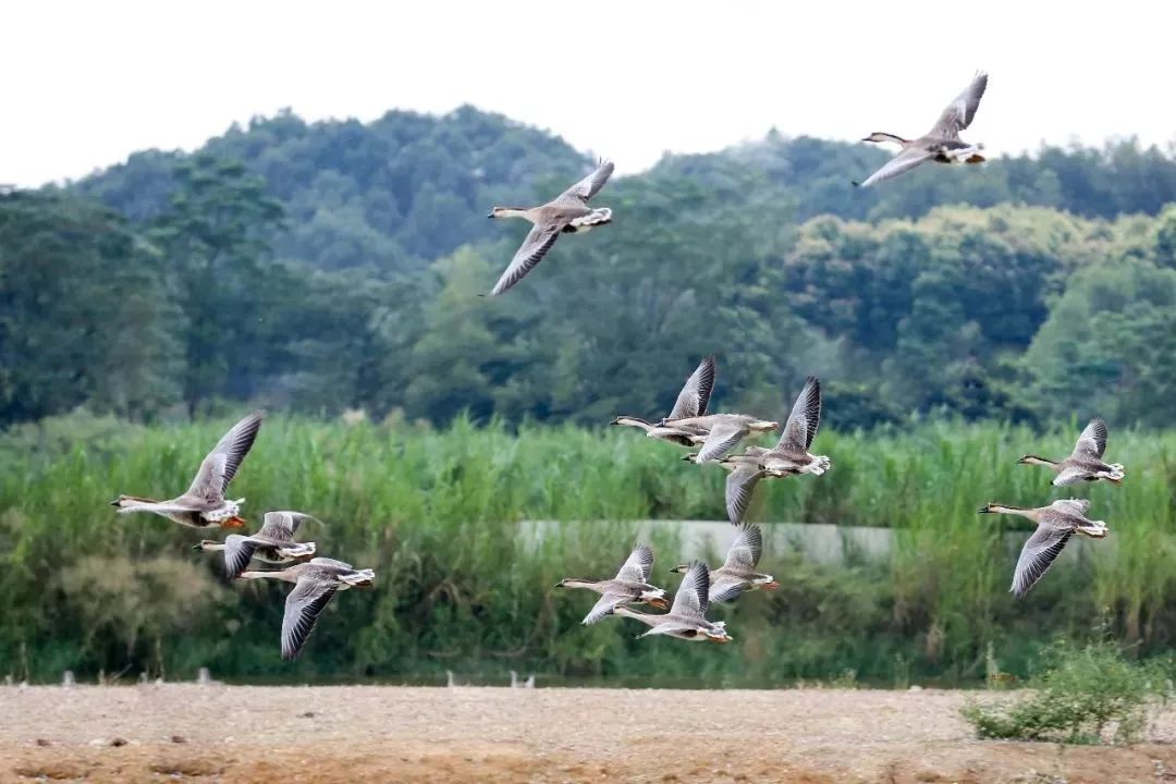 又是一年放飞时株洲鸿雁公园将于9月21日正式开放