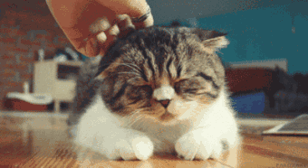 这么可爱的猫咪,不给它们穿上鞋子,是不是就觉得有点可惜了?