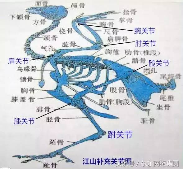 手把手教你解剖鸡-超详细解剖步骤(上篇)