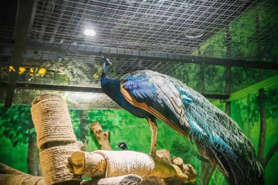 100 种超萌动物,多个主题场馆,滨湖这家网红动物园喊你来打卡啦!