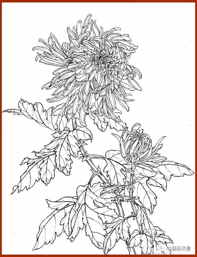 菊花白描画谱,有这些资料画菊更绚烂!