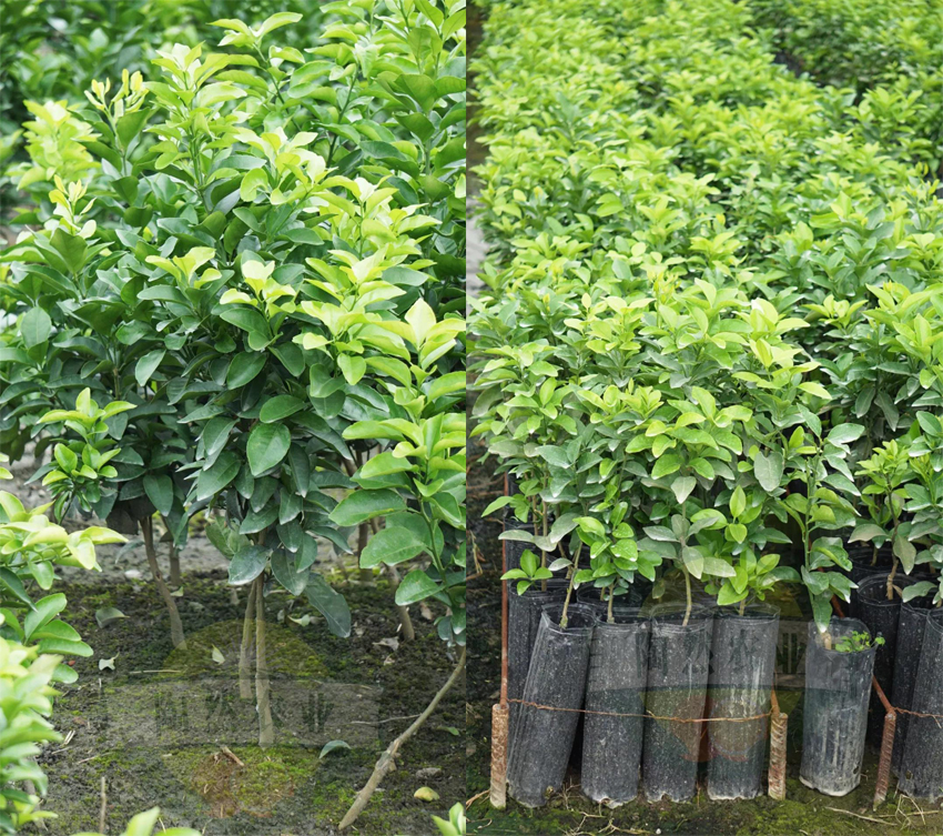 现在能种树苗 f07d5467b9d74096be1b5039f4ca2207.jpeg