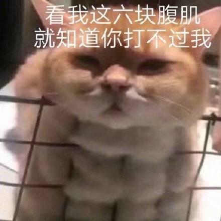 喵星人表情包合集小手一撑与世无争