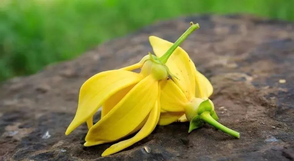 依兰依兰 ylang ylang 让女人如沐爱情般甜蜜|瑞息芳疗