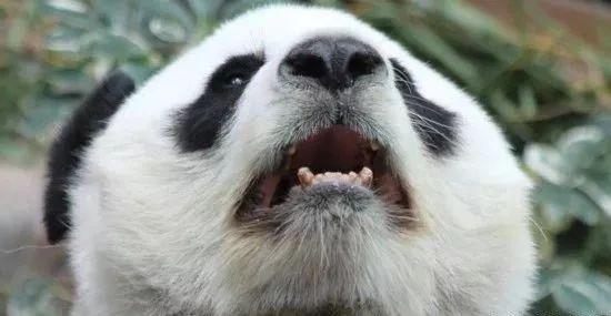 有什么动物没牙齿 f6a5e05f2a24464da04a49e74dcc945f.jpeg