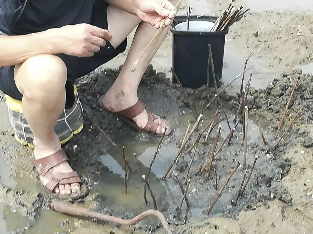 想尝鲜的赶紧去抓!_海蜂