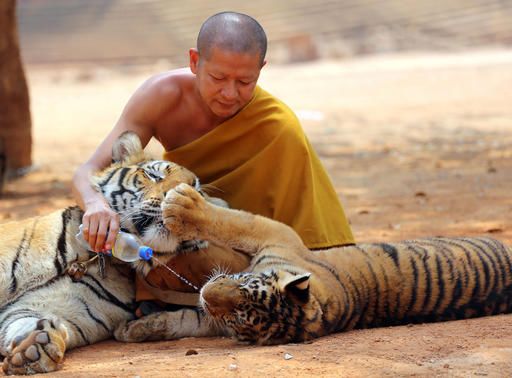 和野生動物自拍，你所不知給它們帶來的傷害 寵物 第16張