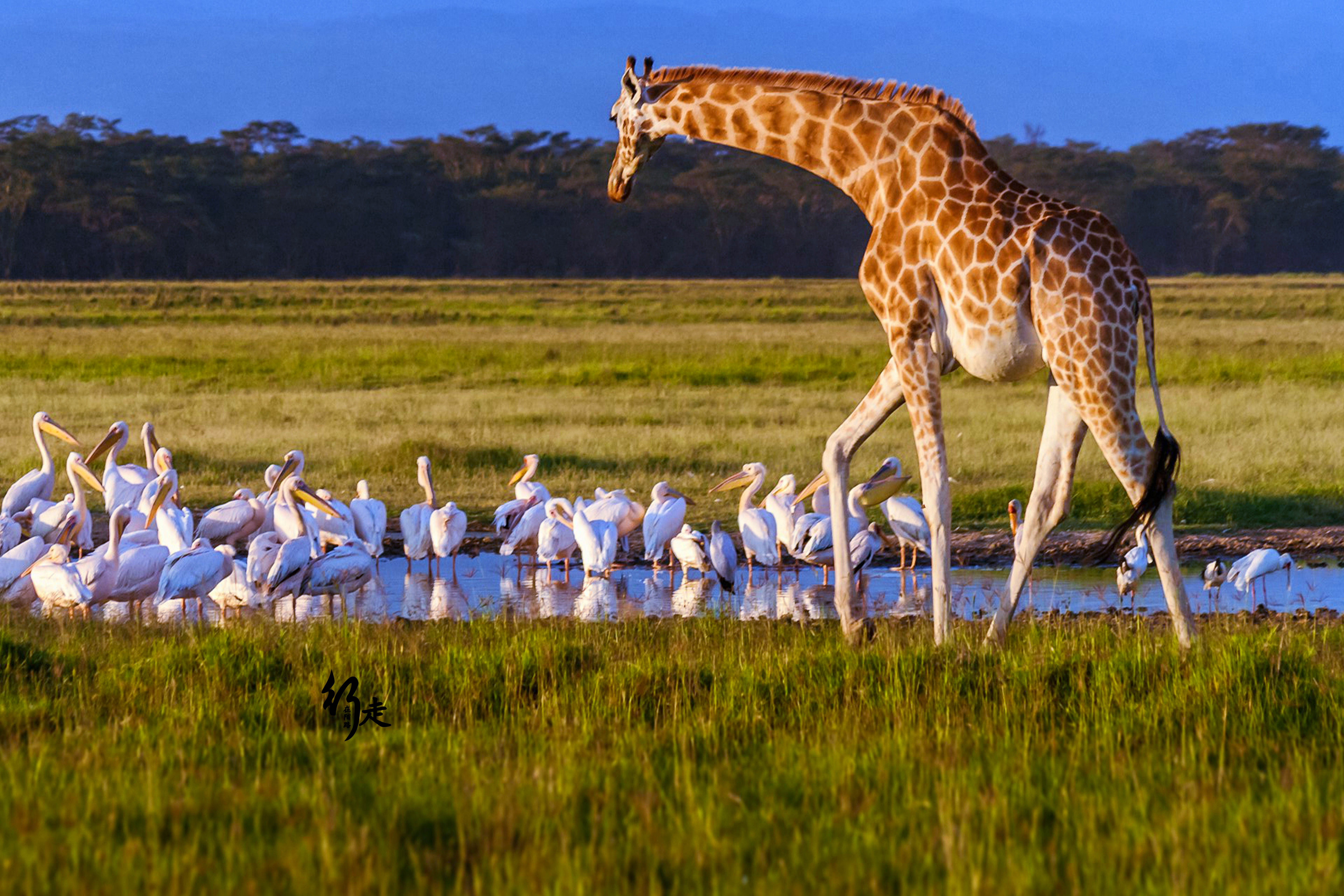 南非十大生态探险之旅 猎奇扣人心弦的狂野魅力 – 翼旅网ETopTour