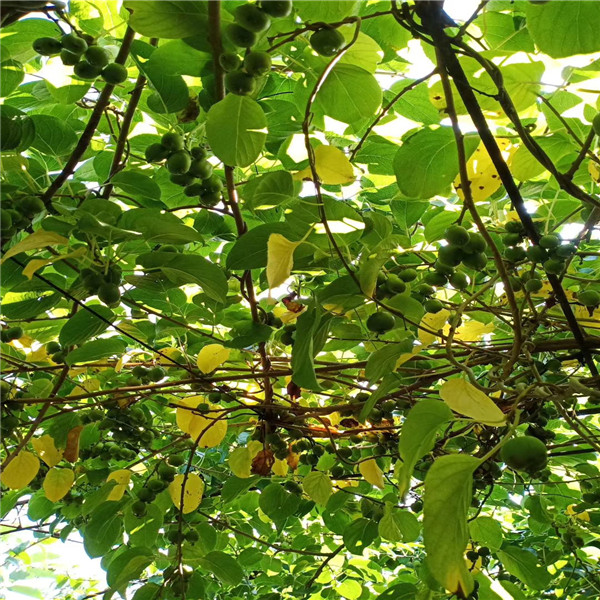 软枣猕猴桃苗木适宜春栽,在土壤化冻后,将准备好的2年生苗,按株距2.