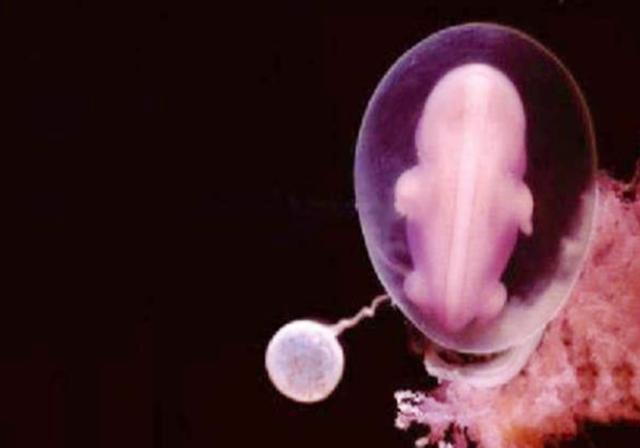注:精子在体外只能存活15-30分钟.