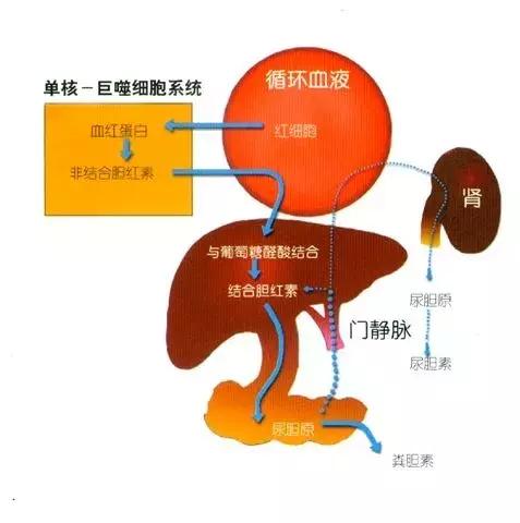 胆红素高是怎么办