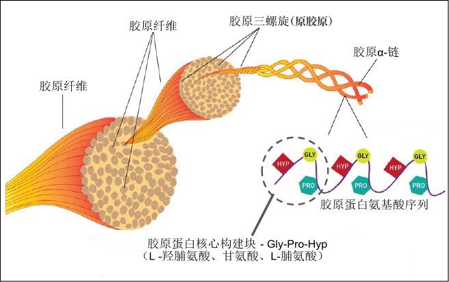 革新胶原蛋白 vs 水解胶原蛋白,花钱留住青春,谁更靠谱?