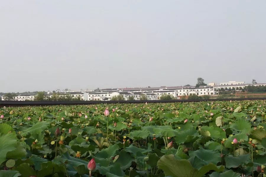 4.对节南庄 爱的乐园——钟祥市客店镇南庄村