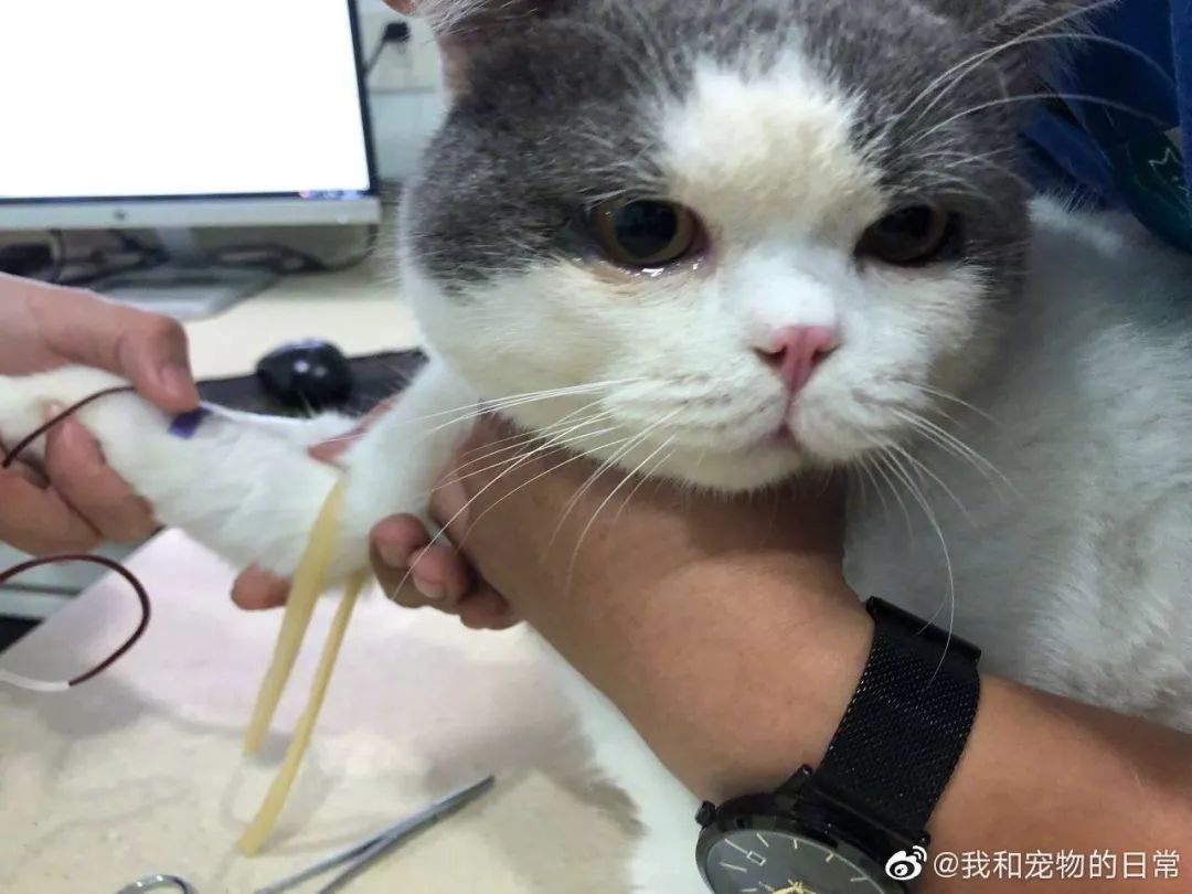 真实版流泪猫猫头边吃冰淇淋边掉眼泪简直委屈到不行