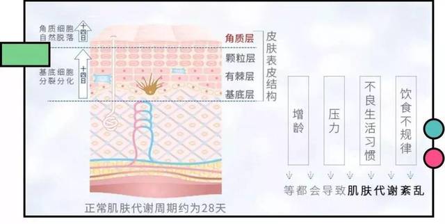 角质层薄或厚该如何护理呢?