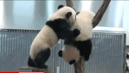 为什么喜欢熊猫
