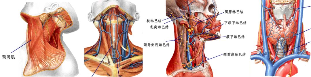 冯雷教授:基底动脉尖大动脉瘤y型支架栓塞右侧颈总动脉闭塞再通术