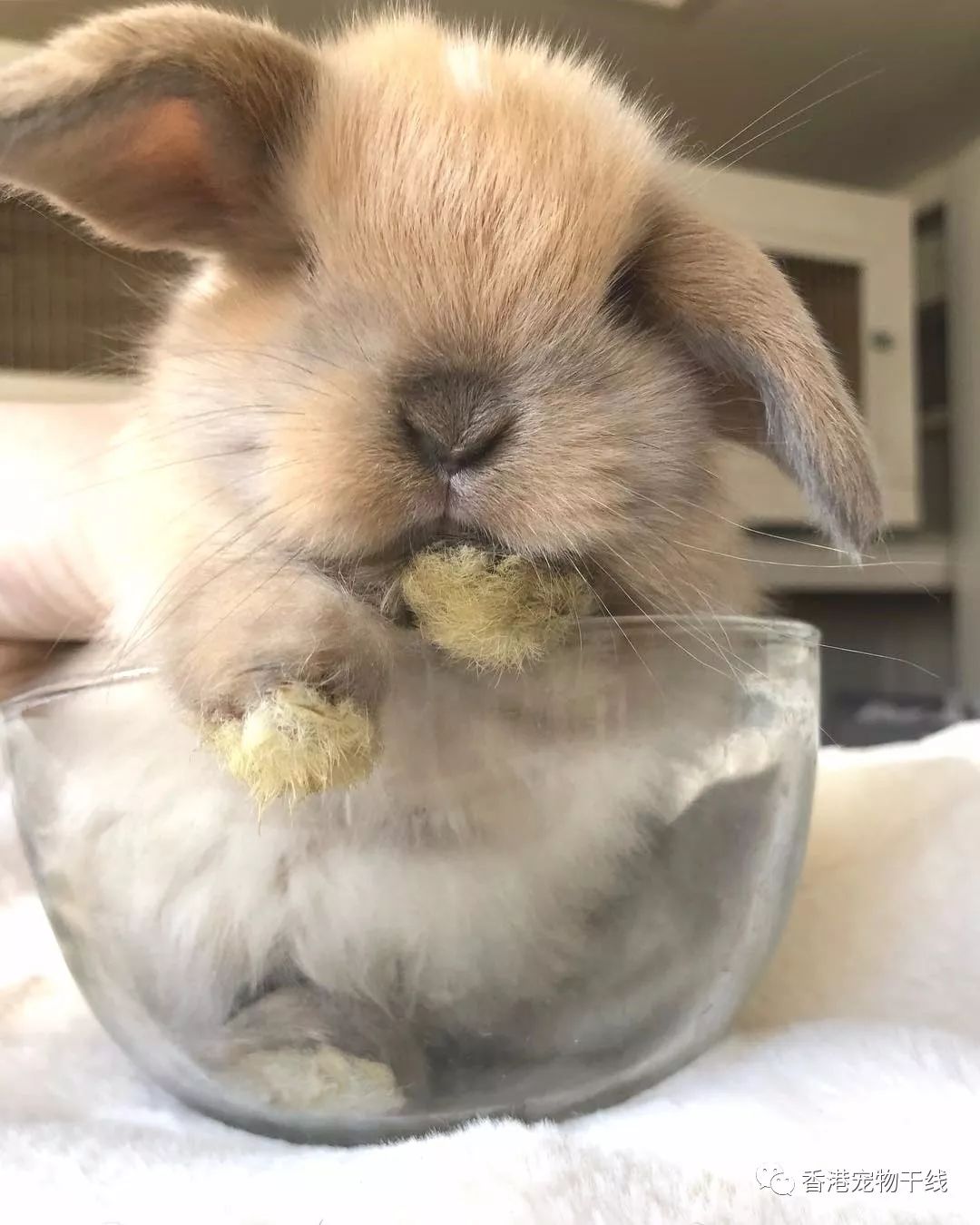 刚养兔的新手一定要知道的--兔子球虫病