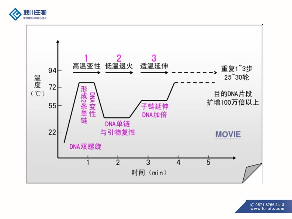 pcr技术利用的原理(2)