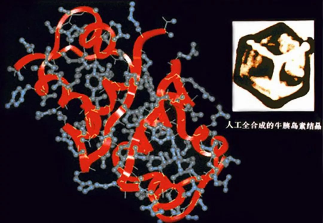 1965年的今天,我国完成世界第一个蛋白质合成,却与诺奖失之交臂