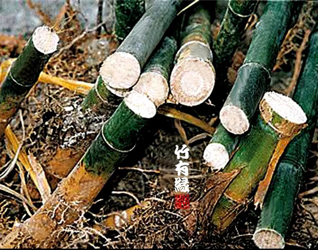 养竹必备/《实心竹养植宝典》