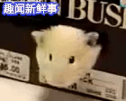 萌物gif动态图,可爱萌宠动态图片集锦第四期100张!