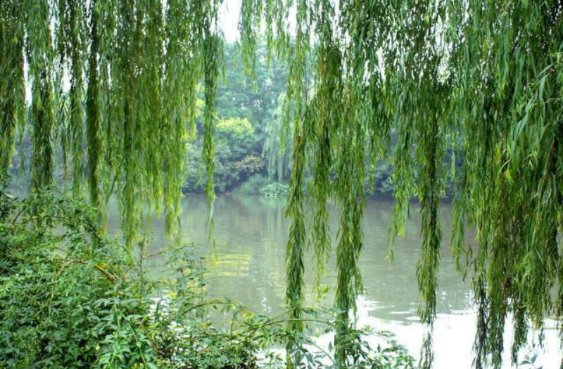 花树柳树猜成语_鸡蛋花树图片