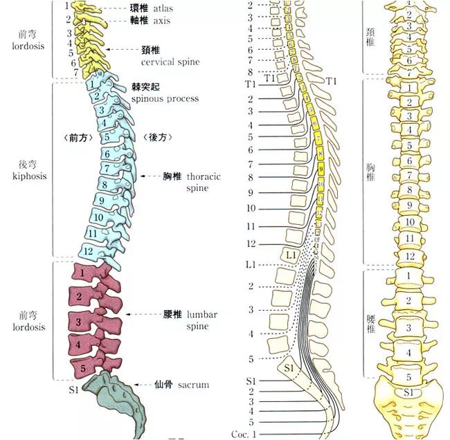 脊痛有方脊柱疼痛康复治疗精品沙龙参会通知第一轮