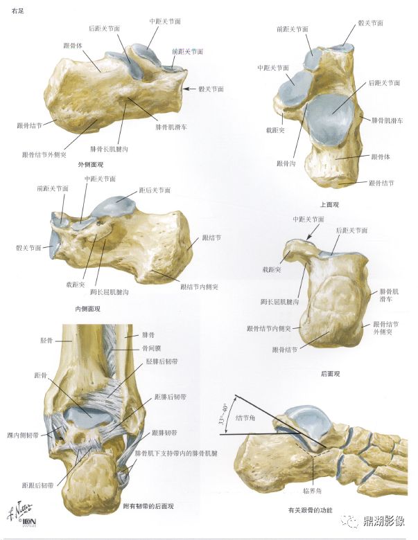 x线高清图谱精致足部解剖