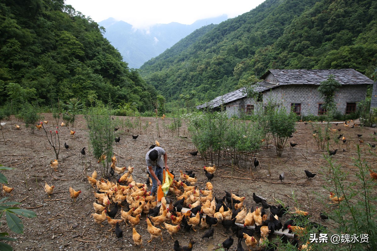 85后装修工进深山养鸡鸡场边盖二层小楼精心照料鸡们