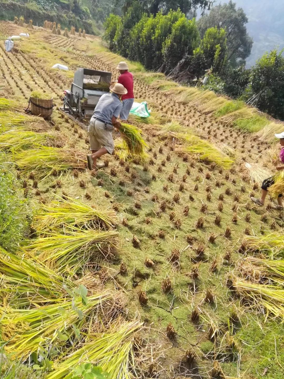 农忙开始啦！玉林人，爸妈喊你回家收稻谷啦！