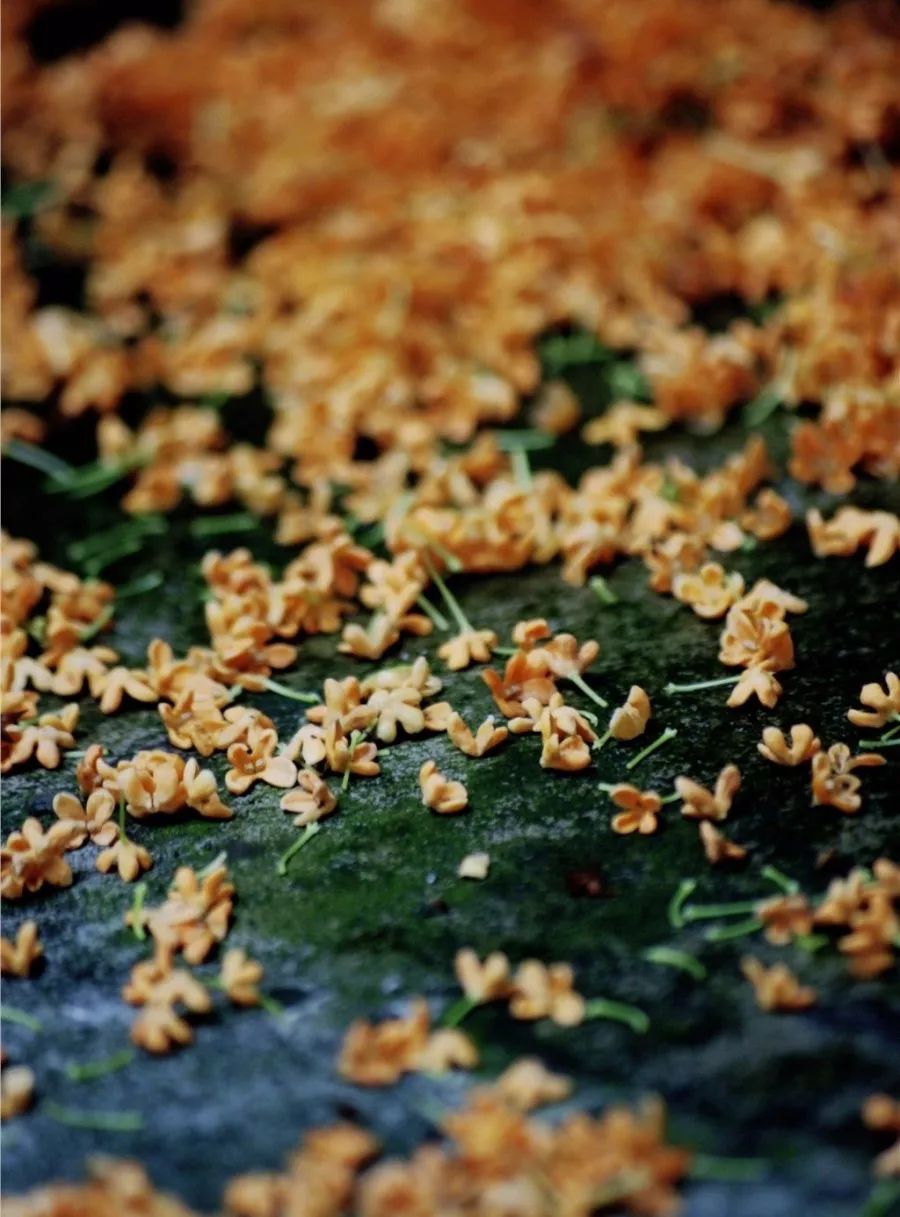 香醇桂花酒 俗话说,以桂花入酒 取其香而不浊,意境深幽 经过长时间酿