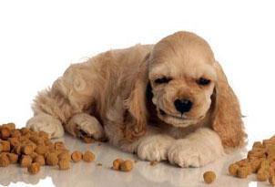 狗为啥会护食 51befe2b547f4c0587e82506a2e5ce2a.jpeg