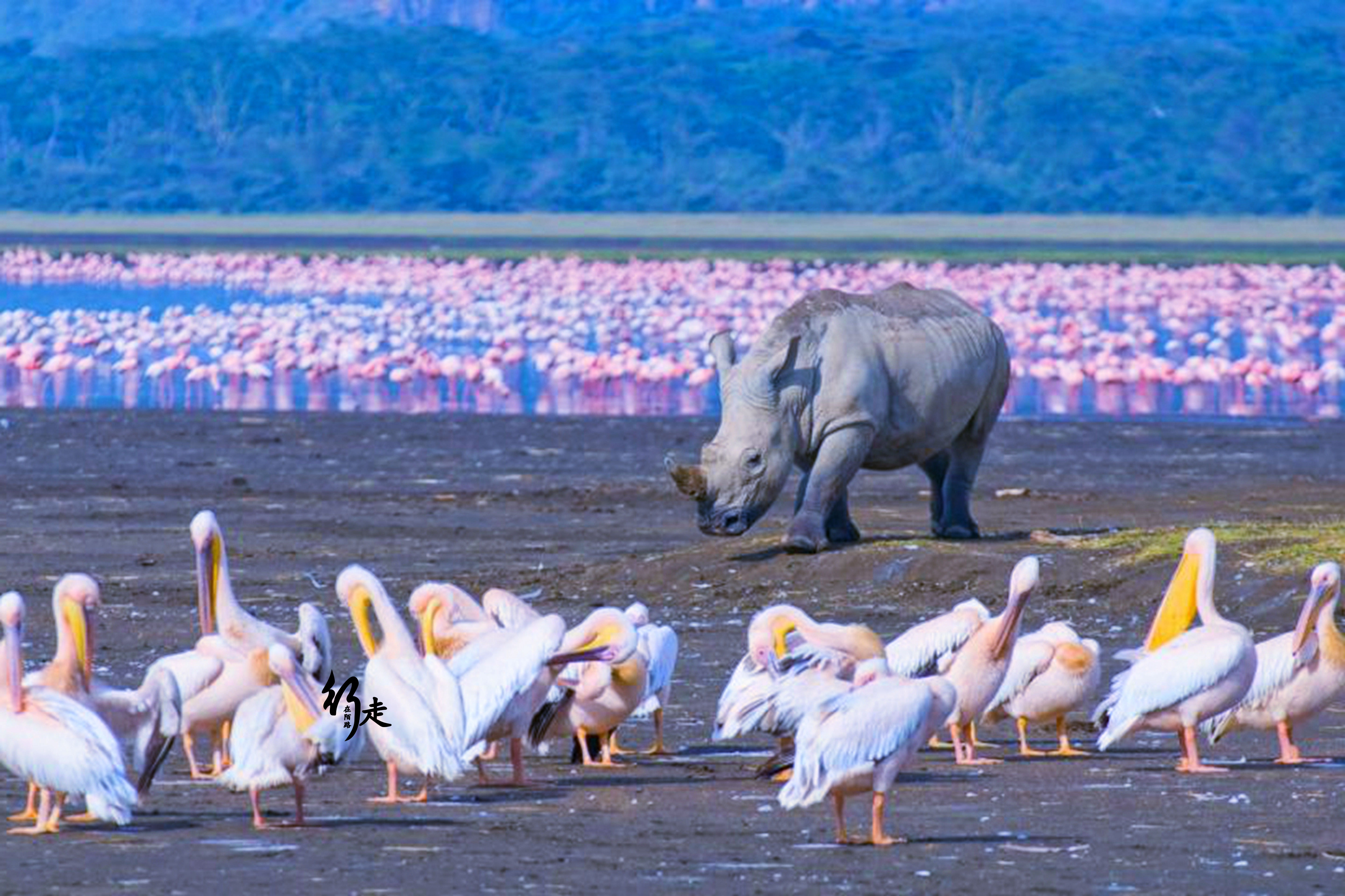 带你认识肯尼亚纳库鲁湖，全世界最大鸟类保护区，世界级鸟的天堂-NODEJS技术网