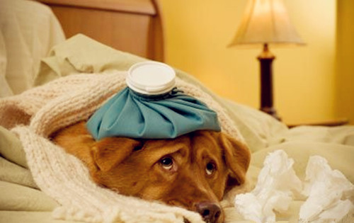 如何给狗狗做一个简单的狗窝 58bd8a7180dc465e98c739f69e02eb9e.jpeg