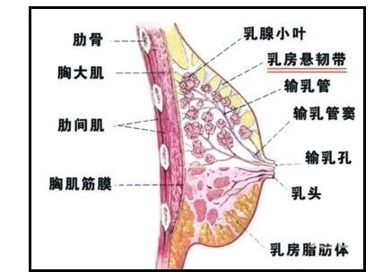 你的年龄和身体在一步步变老,体内的蛋白质不断流失,你的乳房悬韧带也