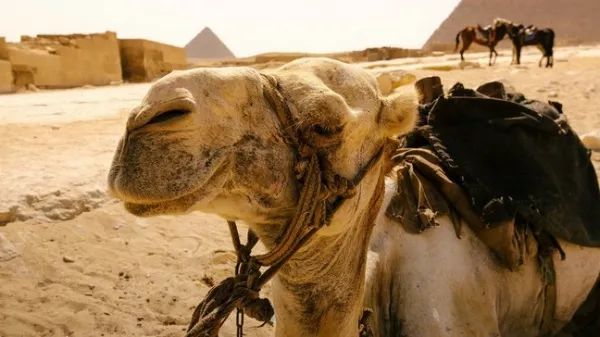 狮身人面像是什么文明的象征 610ff548f91b407a8abe4a1d3b6a5982.jpeg