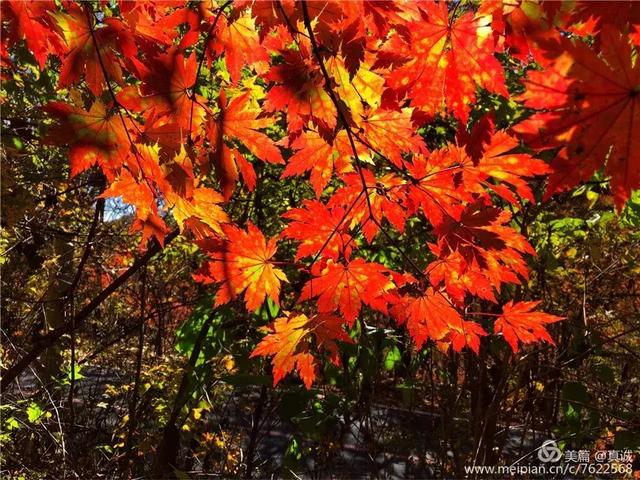 秋色满山入画浓 姹紫嫣红在集安 枫叶