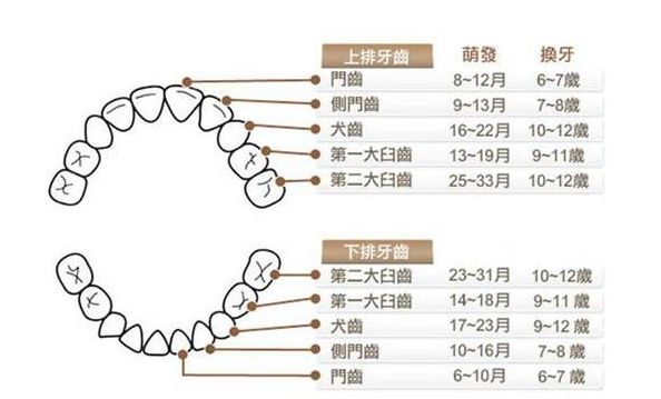 牙齿迟迟不冒头?关于孩子牙齿的小秘密,你一定要知道.