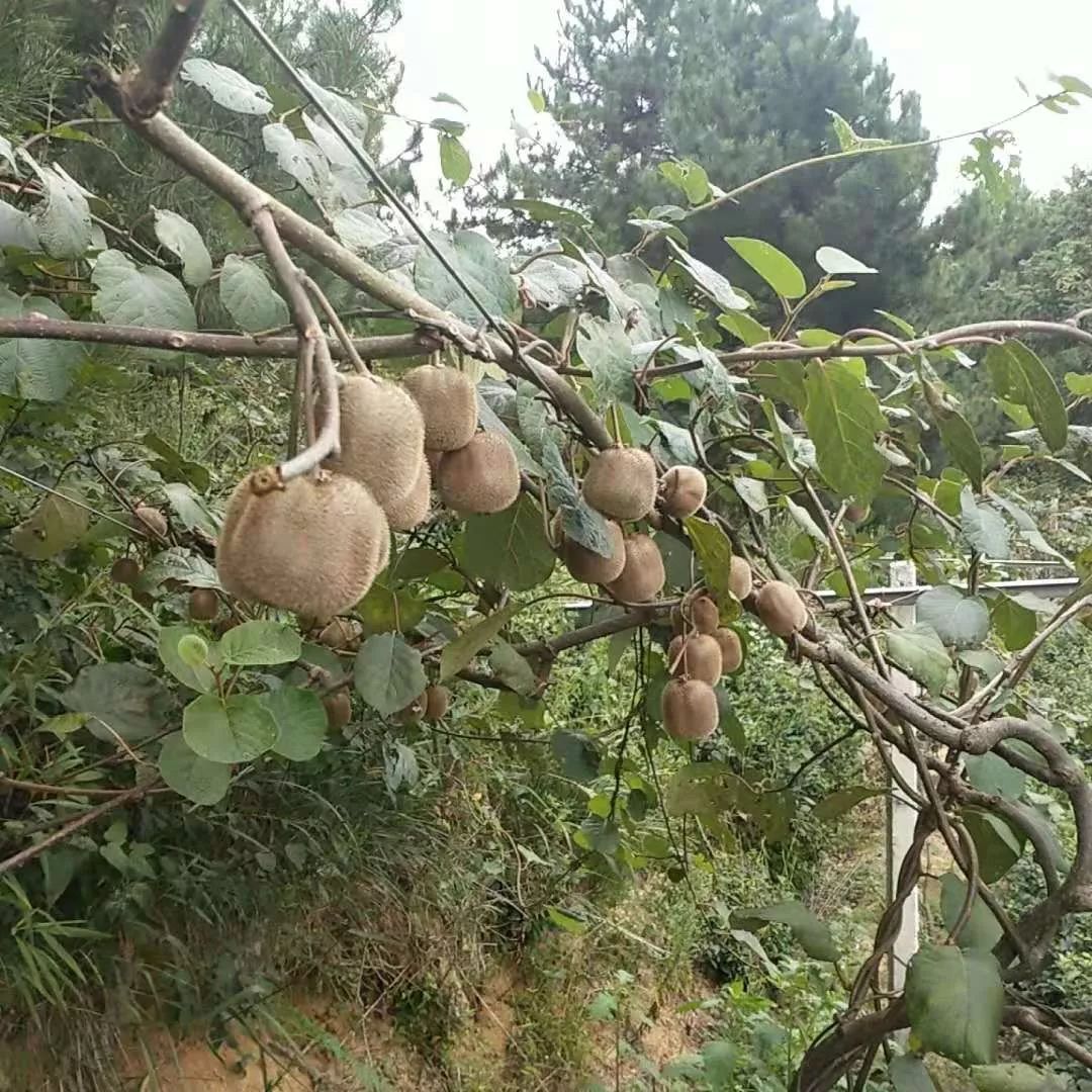 岳西旅游指南 丨 国庆旅游去哪玩,人少、景美、