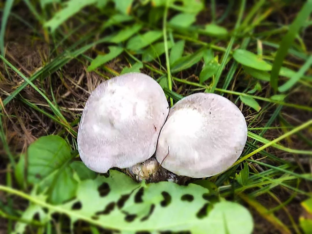 紫花脸天然小白蘑是蘑菇中的高档品,它肉质厚而细腻,肉嫩鲜美,小白