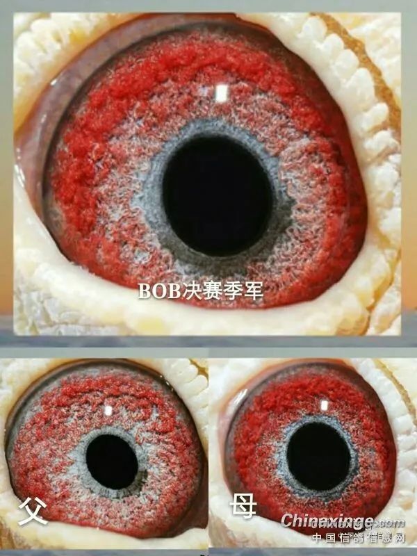 【经验】成功的鸽眼配对,看看这些公棚高位鸽眼睛是什么鸽眼配出来的