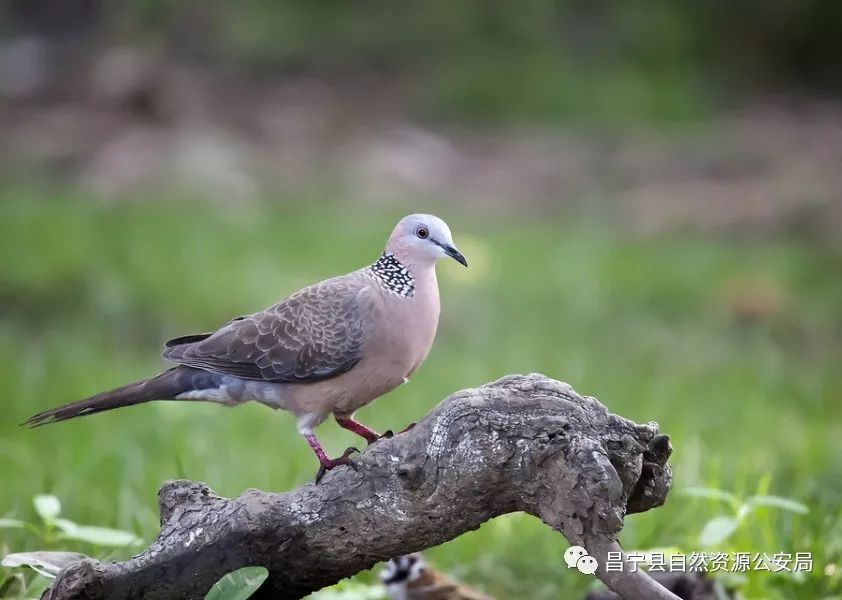 画眉鸟处罚依据(二:根据《云南省陆生野生动物保护条例》第十三条及