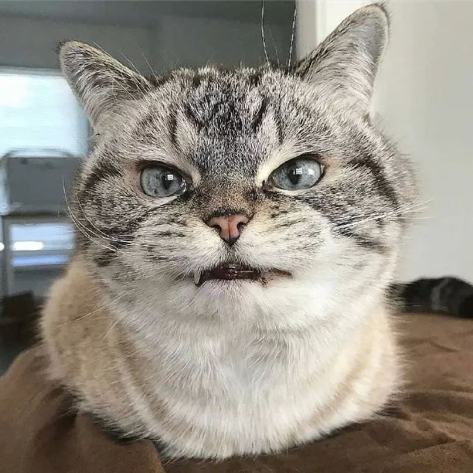 关注 小雪儿 猫咪摇尾巴是什么意思?