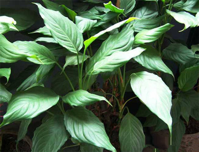 植物种类大全名称 8649285240d643b294872fa36593135c.jpeg
