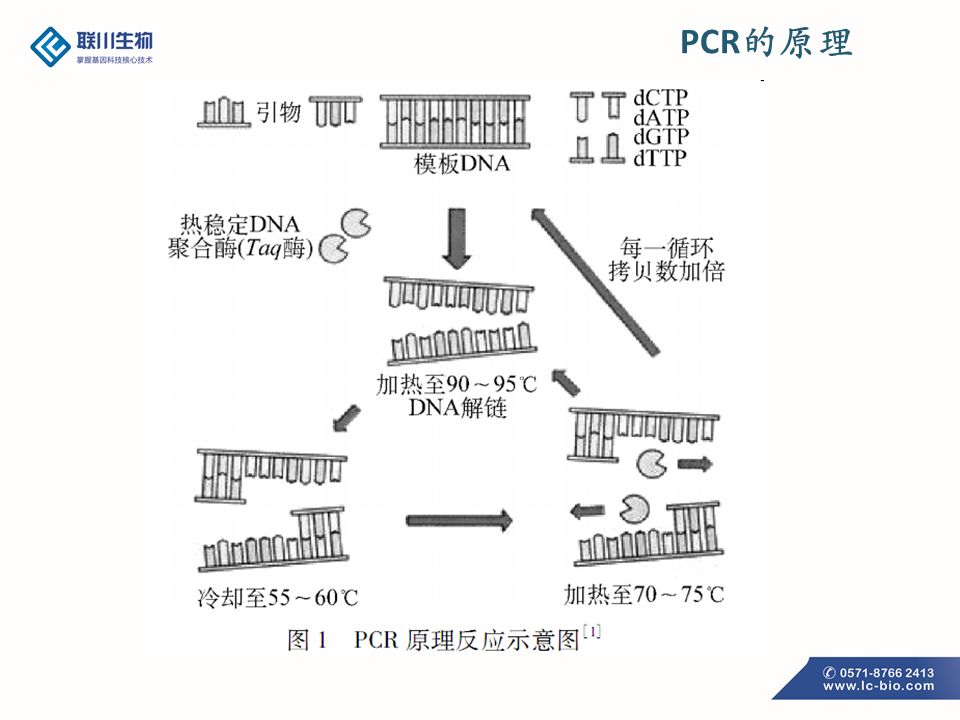 pcr原理及扩增影响条件相关知识分享技术专栏